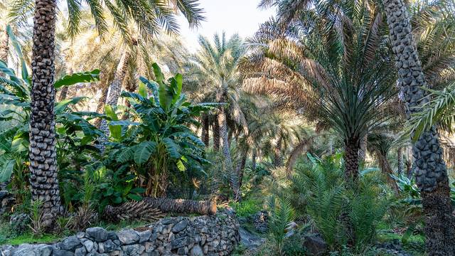 Representative photo of parks & gardens in Oman, not Naseem Garden