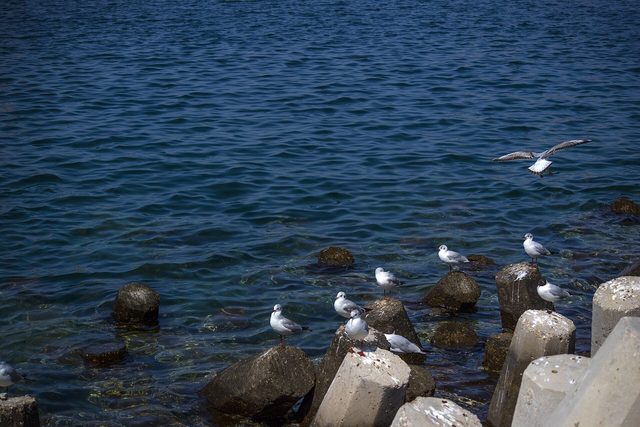 Representative photo of wildlife & reserves in Oman, not Ras Al Shajar