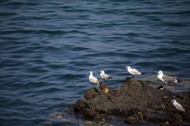 Representative photo of wildlife & reserves in Oman, not Oman Aquarium