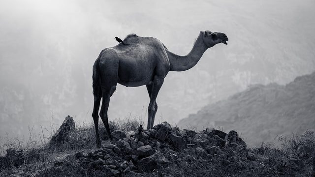 Representative photo of wildlife & reserves in Oman, not Jabal Samhan Reserve