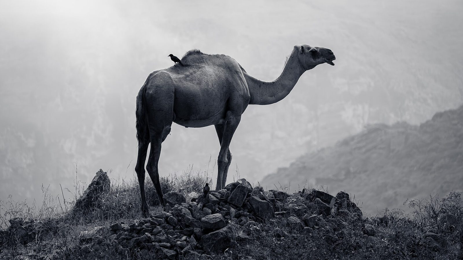 Representative photo of wildlife & reserves in Oman, not Turtles Reserve