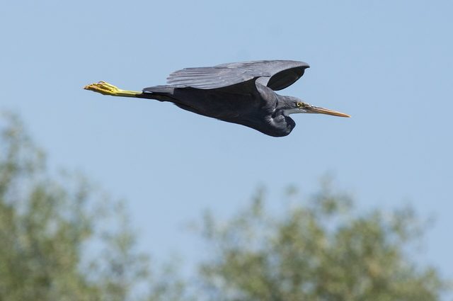 Representative photo of wildlife & reserves in Oman, not Al Rustaq Wildlife Reserve
