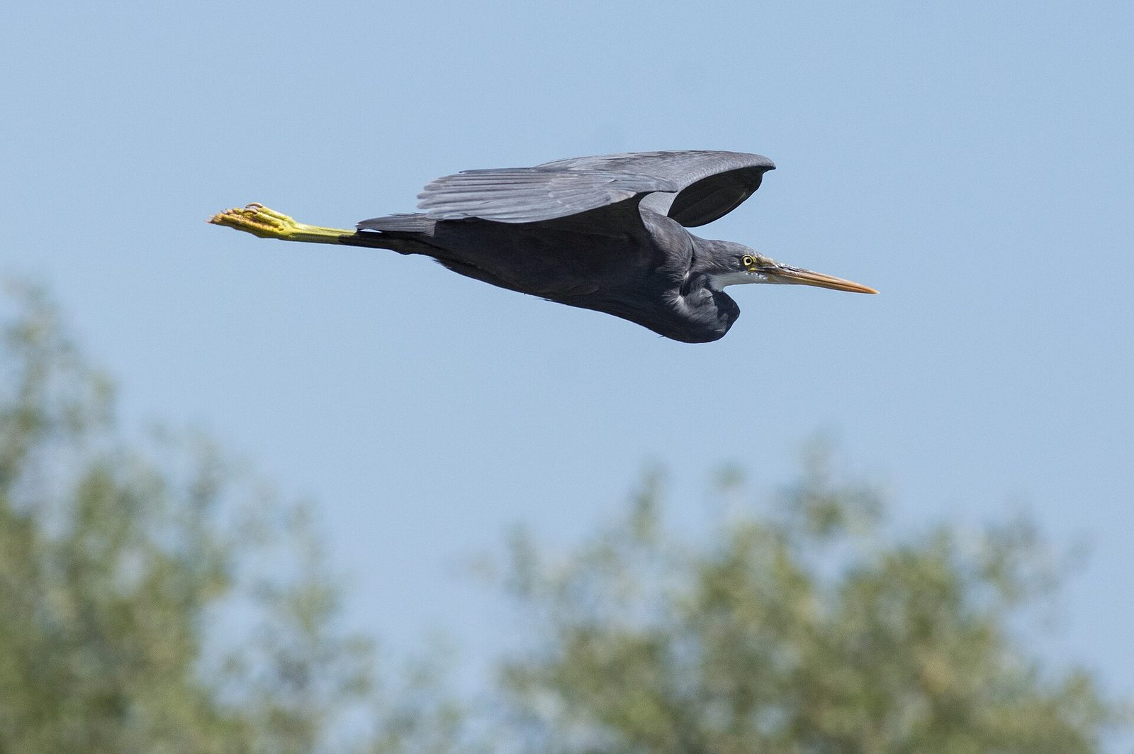 Representative photo of wildlife & reserves in Oman, not Arabian Oryx Sanctuary