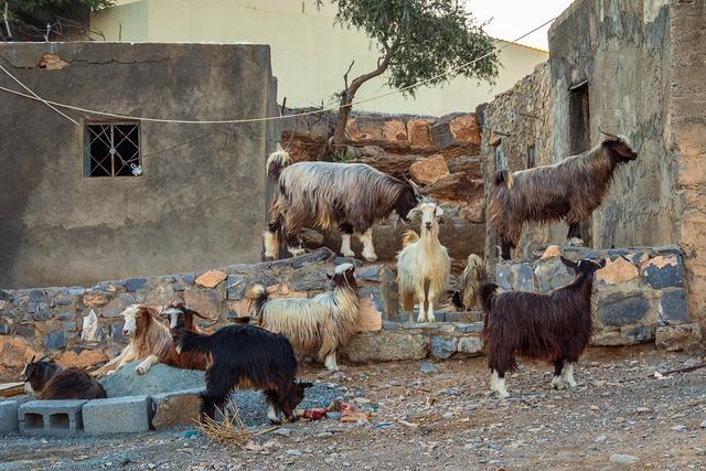 Jabal Sham