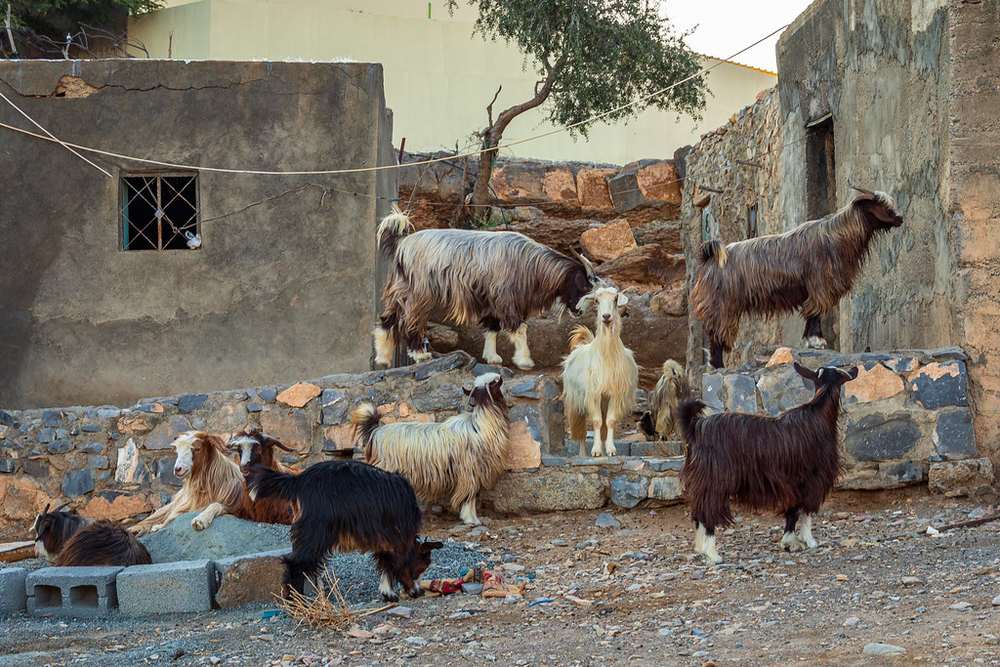Jabal Sham — Jabal Shams, Oman