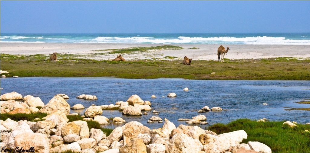 Khawr Al Mughsayl Reserve — Mughsayl (5869499862).jpg