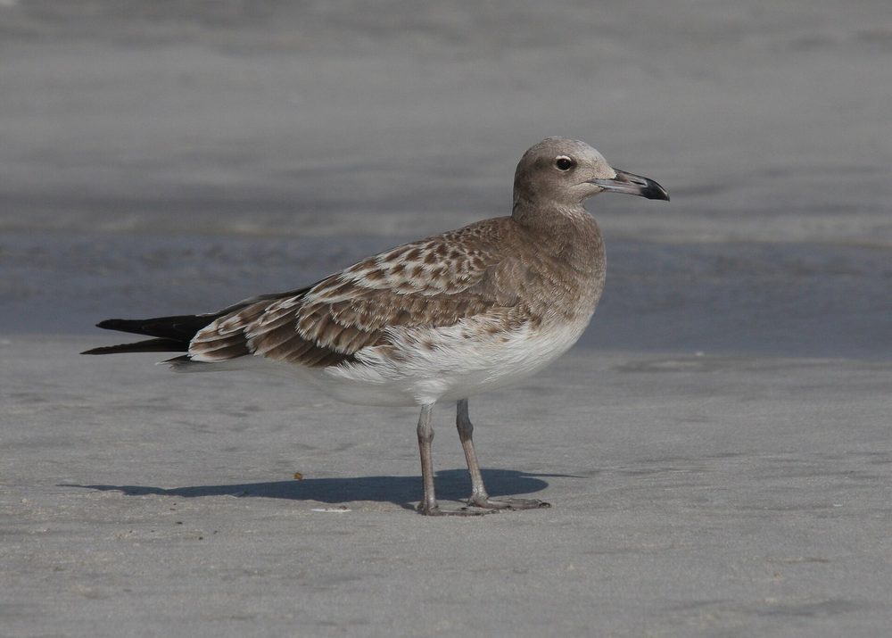 Khawr Taqah Reserve — Ichthyaetus hemprichii, juvenile, Taqah, Oman 1.jpg