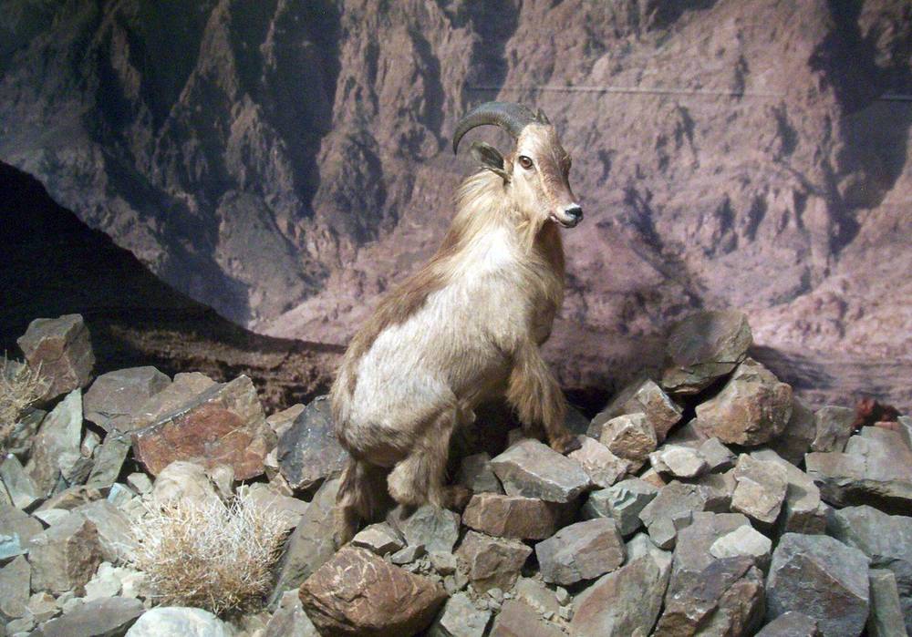 Oman Natural History Museum — Stuffed Arabian Tahr.jpg