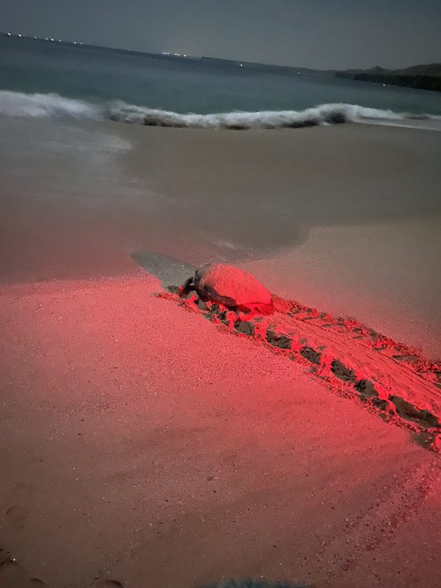 Ras Al Jinz Turtle Reserve