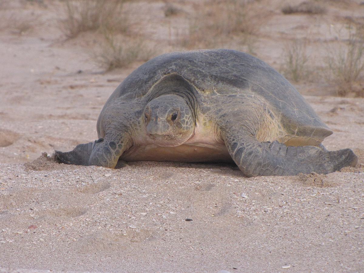 Ras al-Jinz — Green trurtle at ras al jinz oman detail.JPG