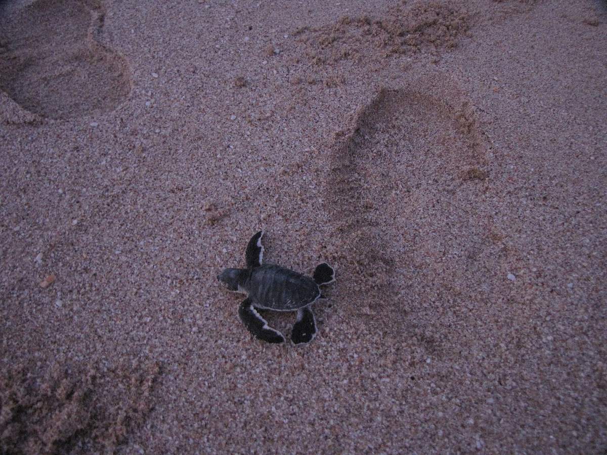 Ras al-Jinz — Green trurtle at ras al jinz oman hatchling.JPG