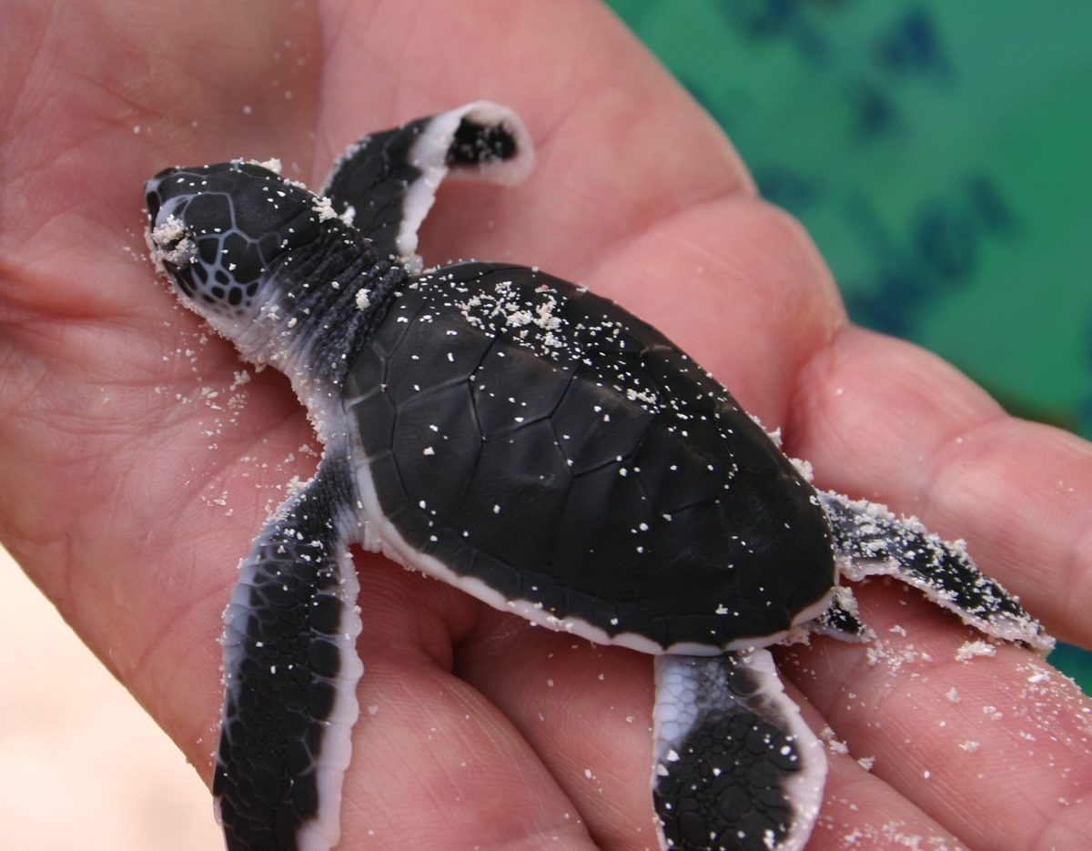 Ras al-Jinz — Baby Chelonia mydas 20060319.jpg