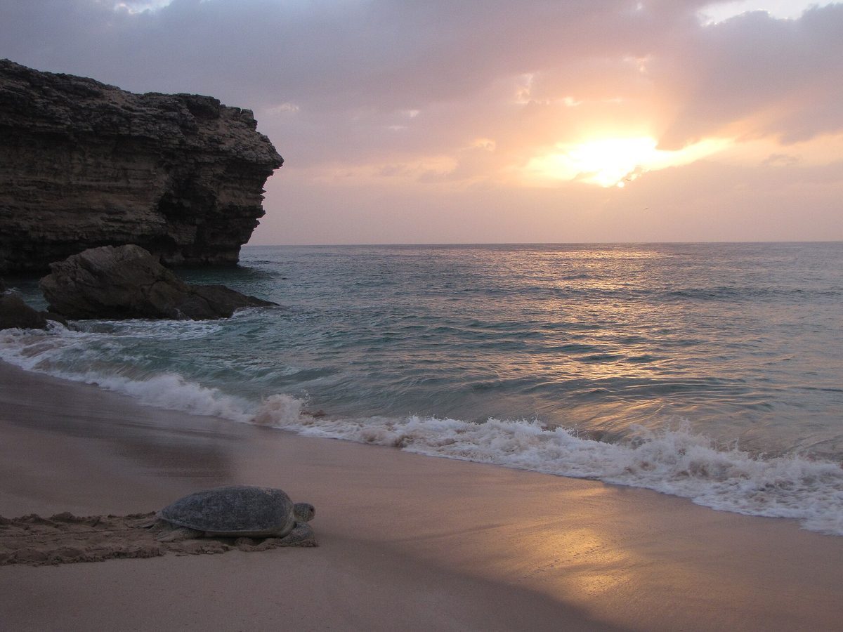 Ras al-Jinz — Green trurtle at ras al jinz oman.JPG
