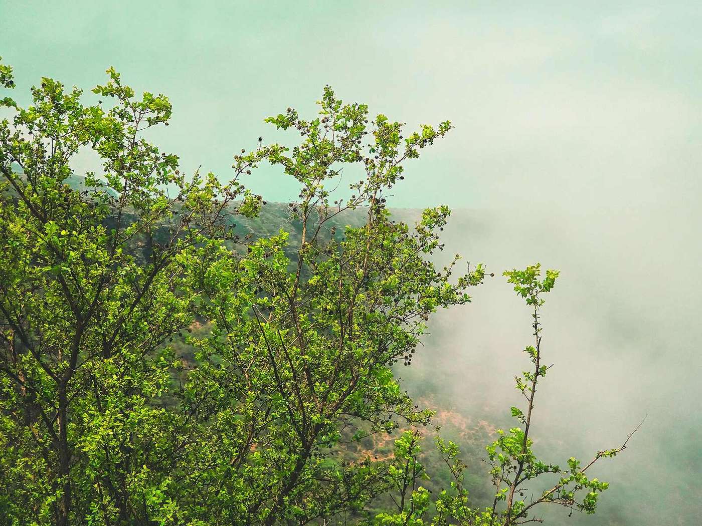 Shaat viewpoint — Shaat viewpoint trees.jpg