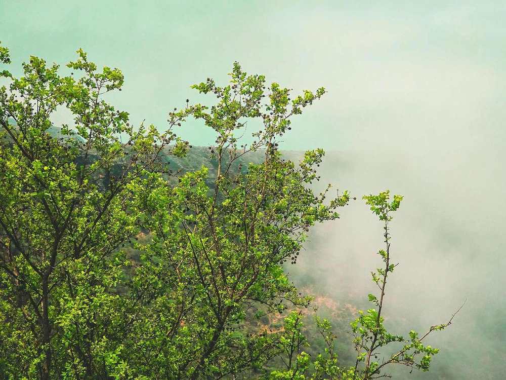 Shaat viewpoint — Shaat viewpoint trees.jpg