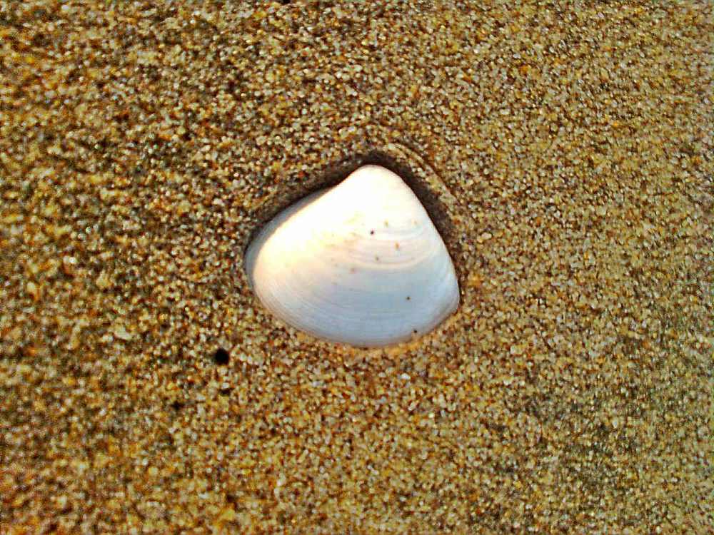Tanur — Tanur beach, Malappuram (4).jpg