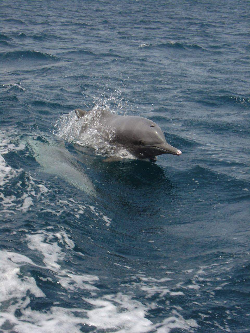 Telegraph Island — Dolphin-Musandam.jpg