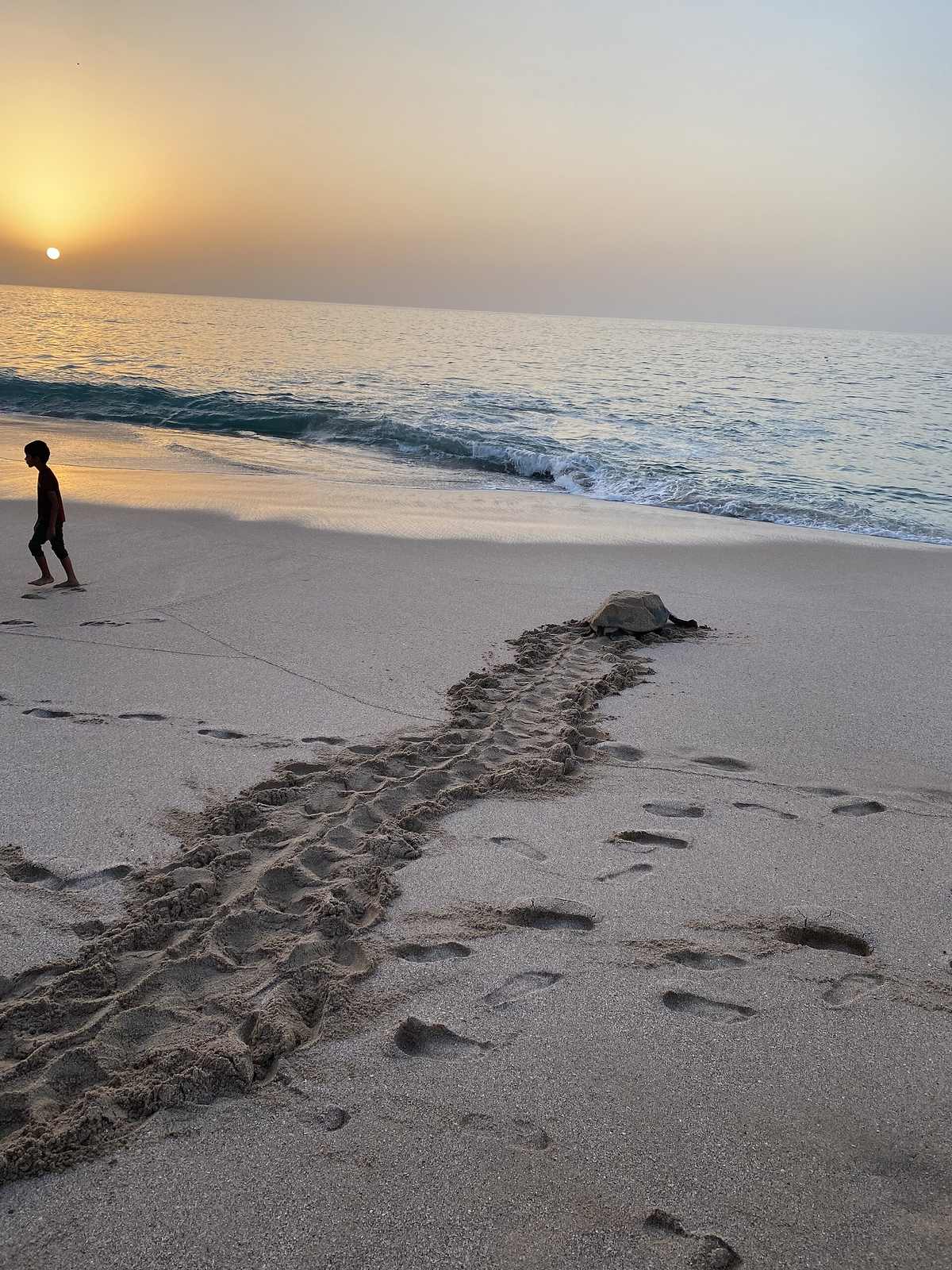 Turtle nesting beach — Turtles at russayl jinx.jpg