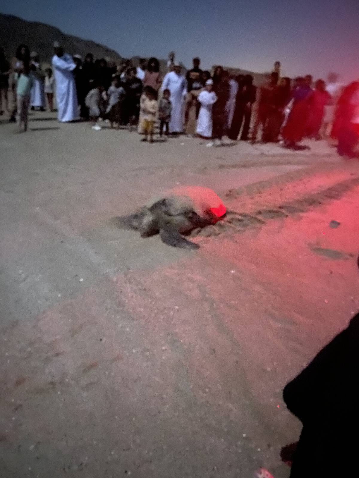 Turtle nesting beach — Turtles at jinx at 4 am.jpg