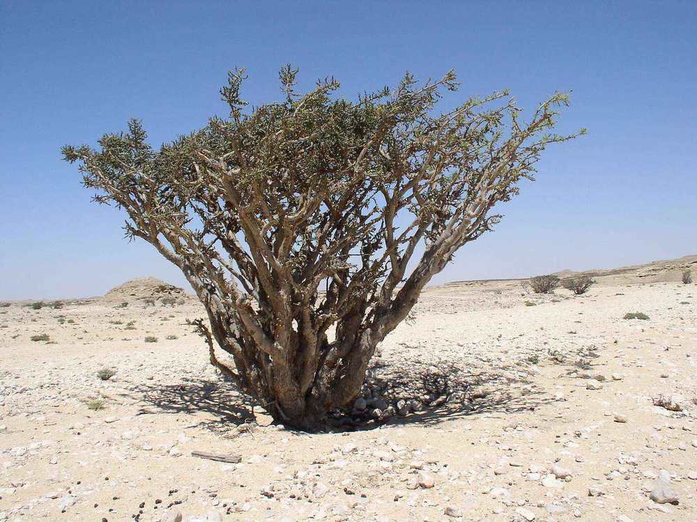Wadi Dawkah Frankincense Trees — Boswellia sacra in Wadi Dowkah (Dhofar).JPG