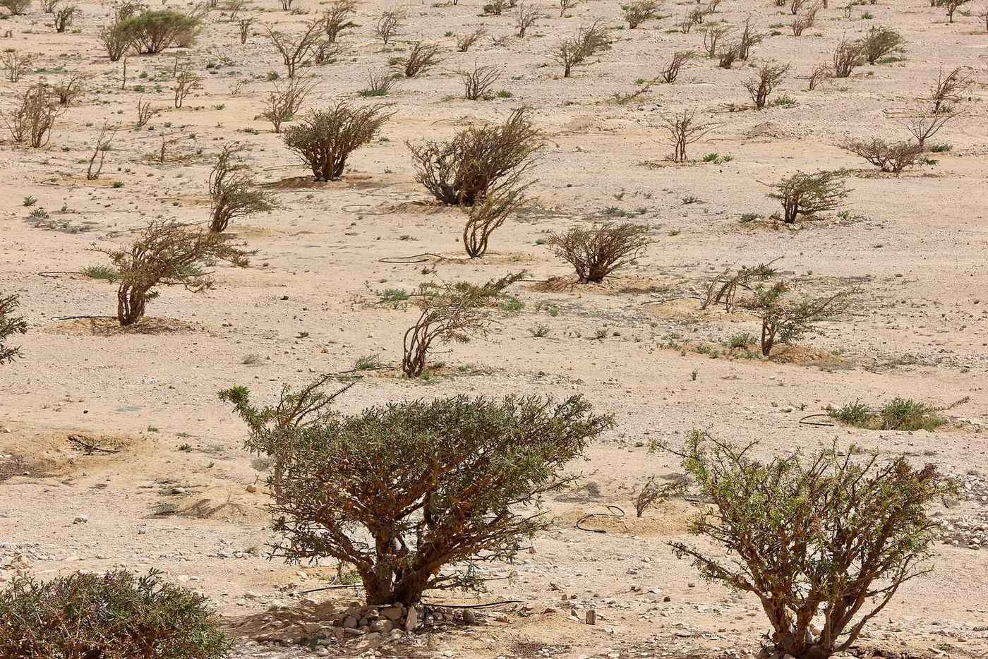 Wādī Dawkah — Wadi Dawkah.jpg