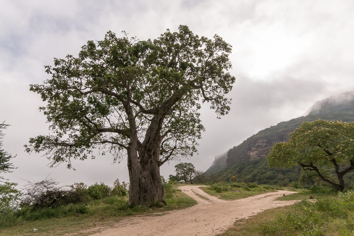 Wādī Ḩinnah — Baobab Wadi Hinna Dhofar Oman.jpg